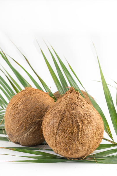 Cocos enteros con hojas en blanco
 - Foto, Imagen