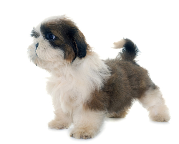 puppy shih tzu - Photo, Image