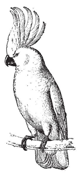 Cockatoo, vintage engraving. - Vector, Image