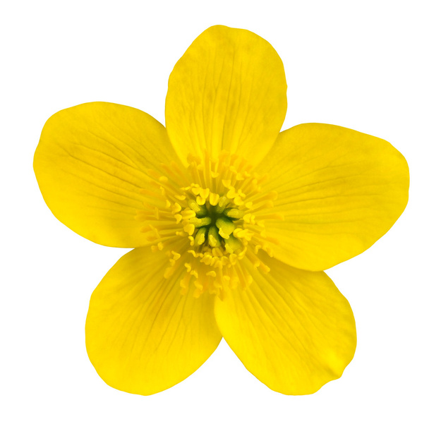 マーシュのマリーゴールドの黄色花を白で隔離されます。 - 写真・画像