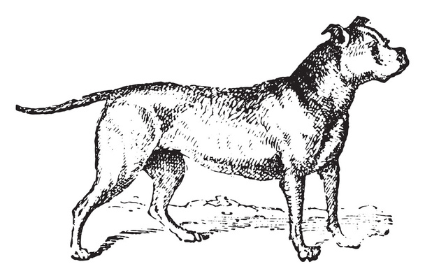 Bulldog, vintage engraving. - Vector, Image