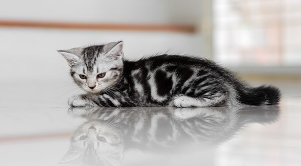 Aranyos amerikai Gyorsírás macska cica - Fotó, kép
