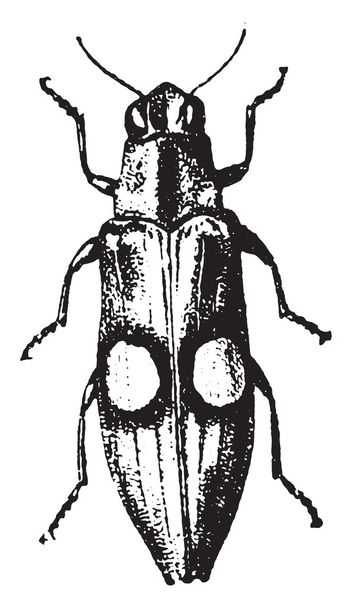 Buprestidae, gravura vintage
. - Vetor, Imagem