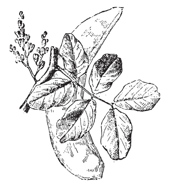 Carob tree, vintage engraving. - Vector, Image