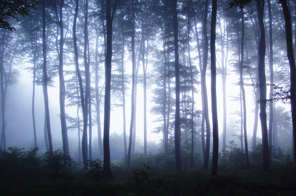 Lever de soleil dans une forêt avec brouillard dans une matinée froide
 - Photo, image