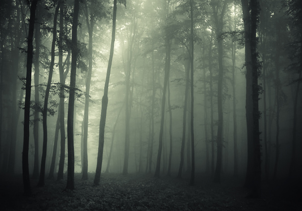 Wald mit Nebel in einem dunklen Wald am Morgen - Foto, Bild