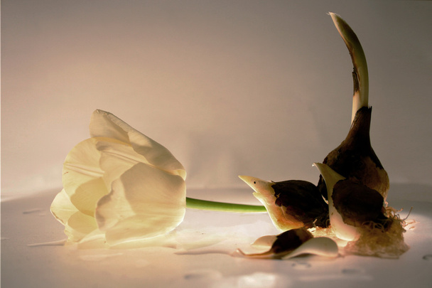 tulip, tulip bulbs on a glass table - Foto, Imagem