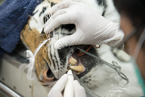 veterinario está escalando tigre
 - Foto, imagen