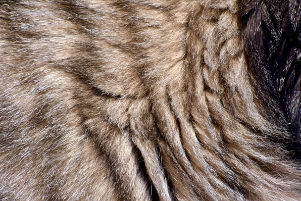 Textura pozadí kočičí srst - Fotografie, Obrázek
