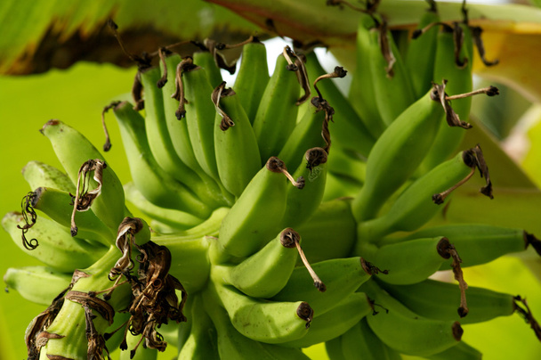 Green Bananas on Banana tree - Fotó, kép