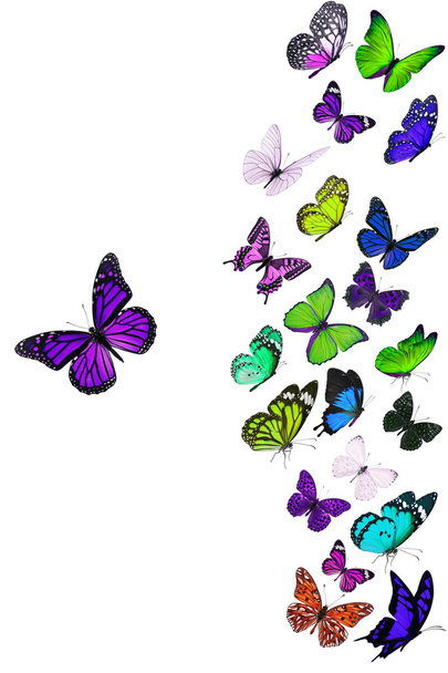 Группа летающих бабочек
 - Фото, изображение