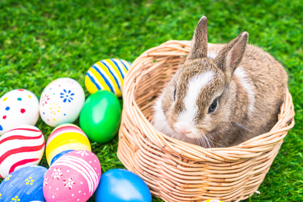 Rabbit and easter eggs - Фото, зображення