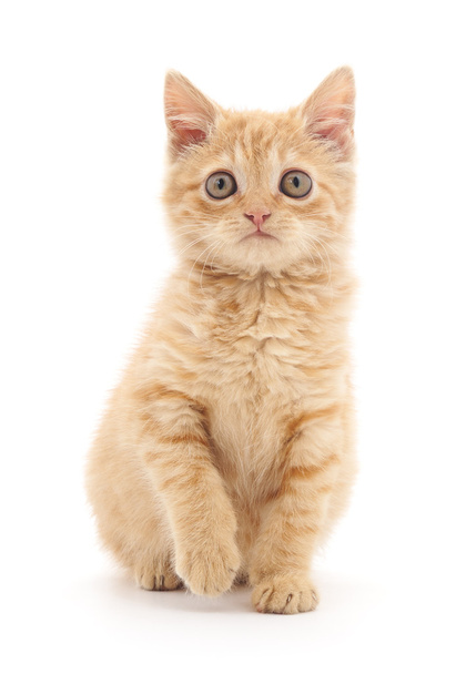 izole kahverengi yavru kedi. - Fotoğraf, Görsel