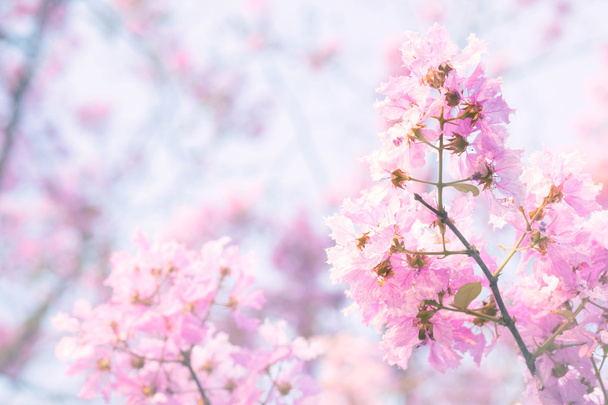 Pink flower background - 写真・画像