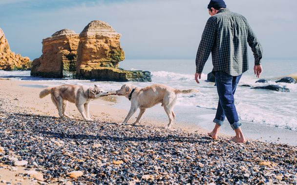 man walking with siberian husky and labrador dog on beach - 写真・画像