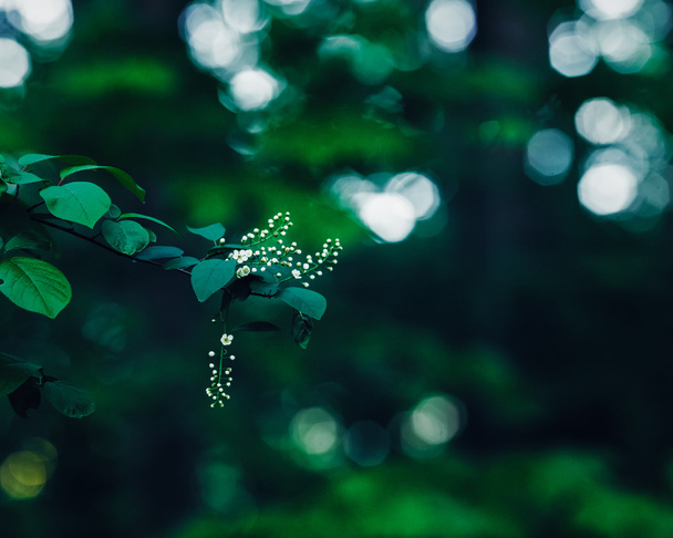 Όμορφη νεράιδα ονειρεμένο μαγικό λευκό γιασεμί ή κεράσι λουλούδια στο κλαδί δέντρου στο δάσος με σκούρα πράσινα φύλλα, ρετρό vintage χρώμα, μαλακή επιλεκτική εστίαση, θολή φόντο με bokeh - Φωτογραφία, εικόνα