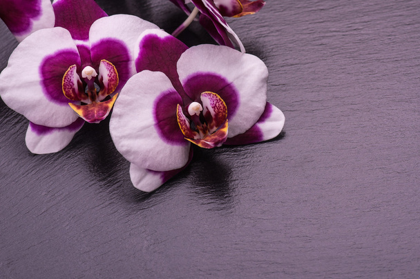 The branch of orchids on a black background. Selective focus - Fotoğraf, Görsel