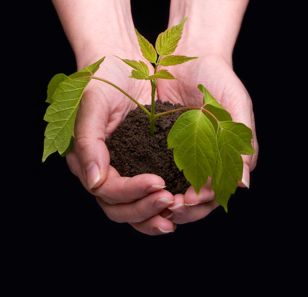 işletmelerin küçük bir yeşil bitki eller - Fotoğraf, Görsel