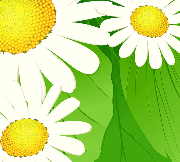 Daisies on a green background - Διάνυσμα, εικόνα