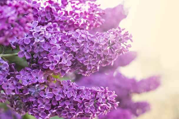 spring lilac flowers - Photo, Image
