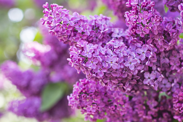 spring lilac flowers - Photo, Image