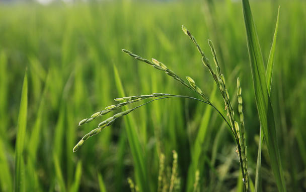 рисовое растение в поле - Фото, изображение