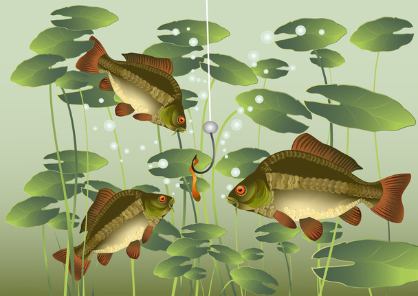 Carp and bait - Vector, Image