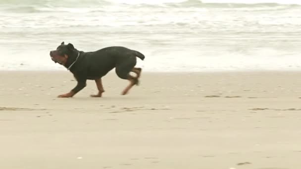 Rottweiler am Strand - Filmmaterial, Video