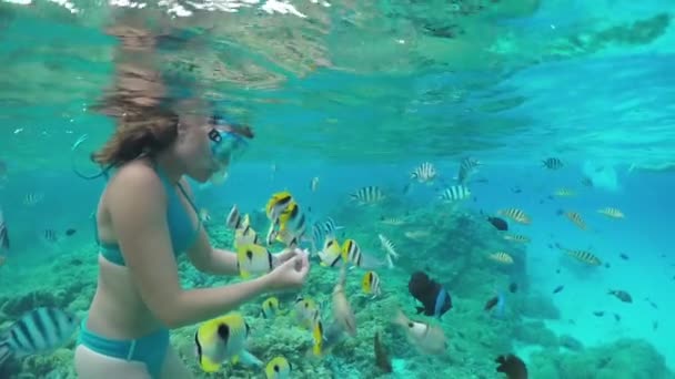 SLOW MOTION UNDERWATER: Donna che fa snorkeling e nutre pesci esotici della barriera corallina
 - Filmati, video