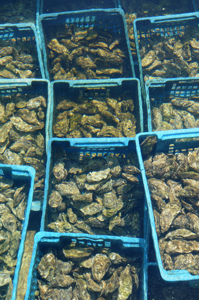 França, cultura da ostra em Cap Ferret
 - Foto, Imagem