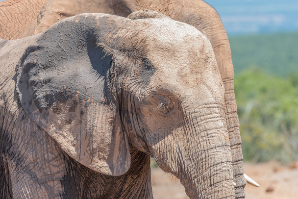 Das schlammbedeckte Gesicht eines afrikanischen Elefanten - Foto, Bild