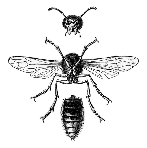 Avispa Hornet ver a continuación y dividido en tres partes, vendimia eng
 - Foto, imagen