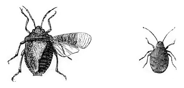 Fig 7. Madera de insecto (hedor gris), Fig 8. larva bug woods, vintage en
 - Foto, Imagen