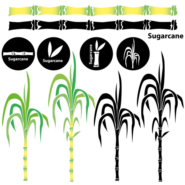 Сахарный тростник - Вектор,изображение