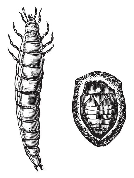 Fig No 3- Golden beetle larva, Fig No 4- Nymph golden rose chafe - Vector, Image