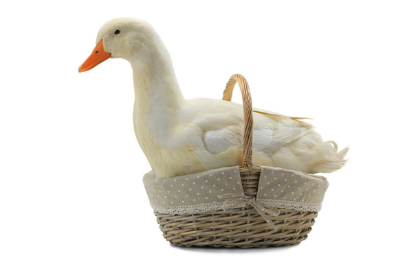 duck in a basket on a white background - Foto, afbeelding