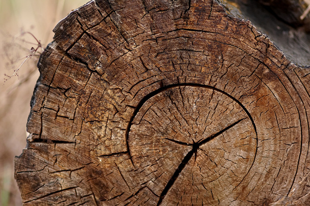 Coupe tronc d'arbre
 - Photo, image