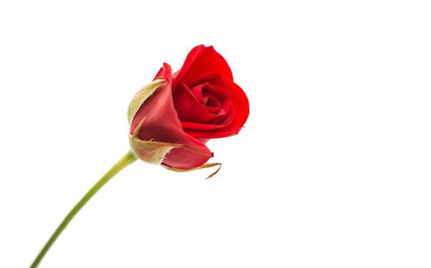 rosa roja aislada  - Foto, imagen