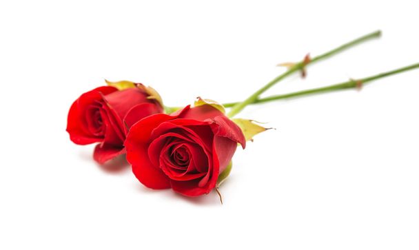 červená růže izolovaná  - Fotografie, Obrázek