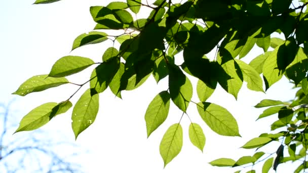 Třešeň větev se zelenými listy - Záběry, video