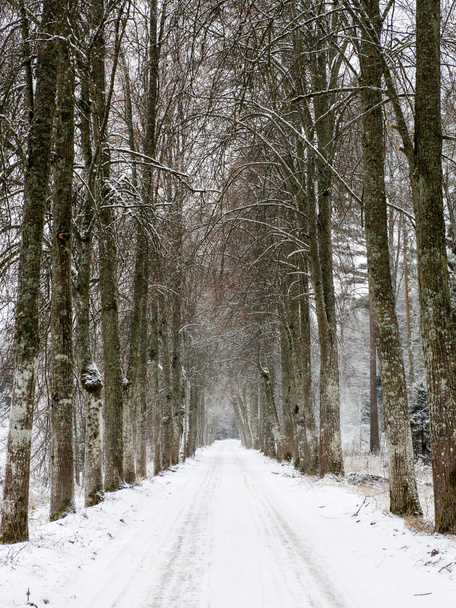 empty road in the countryside in winter - Foto, afbeelding