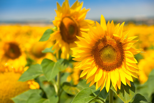 Sunflowers Field  Bright Blue Sky - Photo, Image