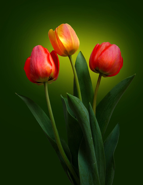 Тюльпан-квітка
 - Фото, зображення
