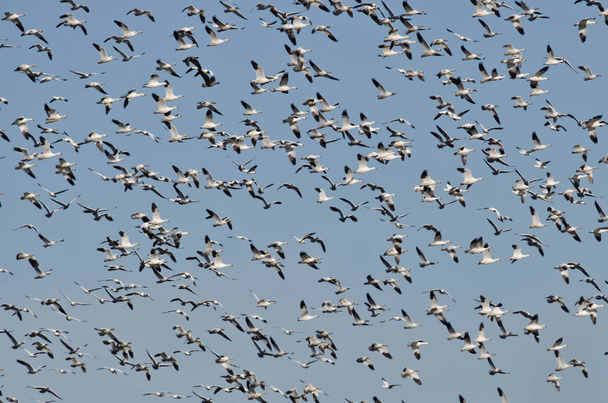 Massivo rebanho de gansos da neve voando em um céu azul
 - Foto, Imagem