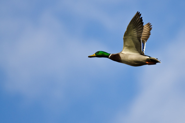 Mallard Duck Flying in a Cloudy Blue Sky - Photo, Image