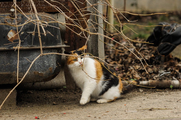 tricolored gato fofo sentado na rua
 - Foto, Imagem