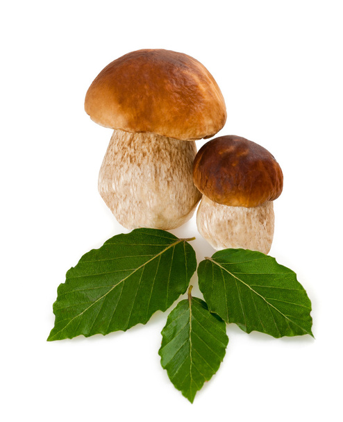 Mushrooms - Фото, изображение