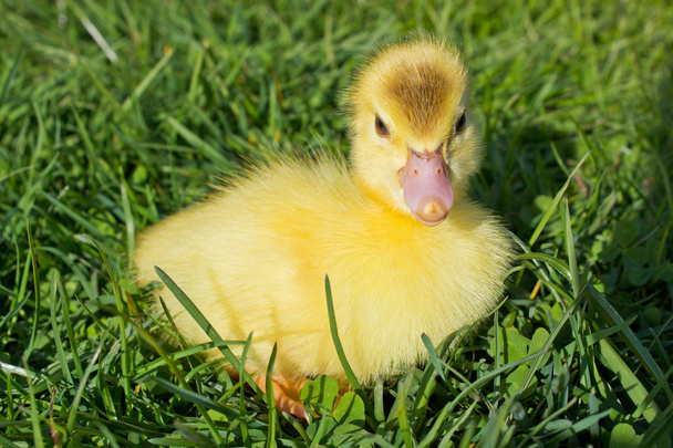 młody kaczątko siedzi w trawie - Zdjęcie, obraz