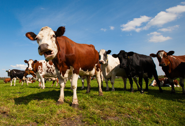 Dutch cows in the meadow - Foto, imagen