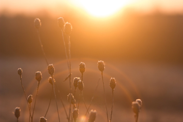 fleurs sauvages de l'année dernière au lever du soleil
 - Photo, image